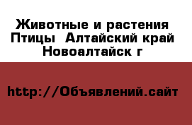 Животные и растения Птицы. Алтайский край,Новоалтайск г.